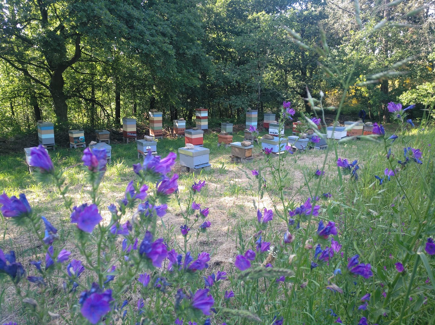 Mielaria e materiais de apicultura